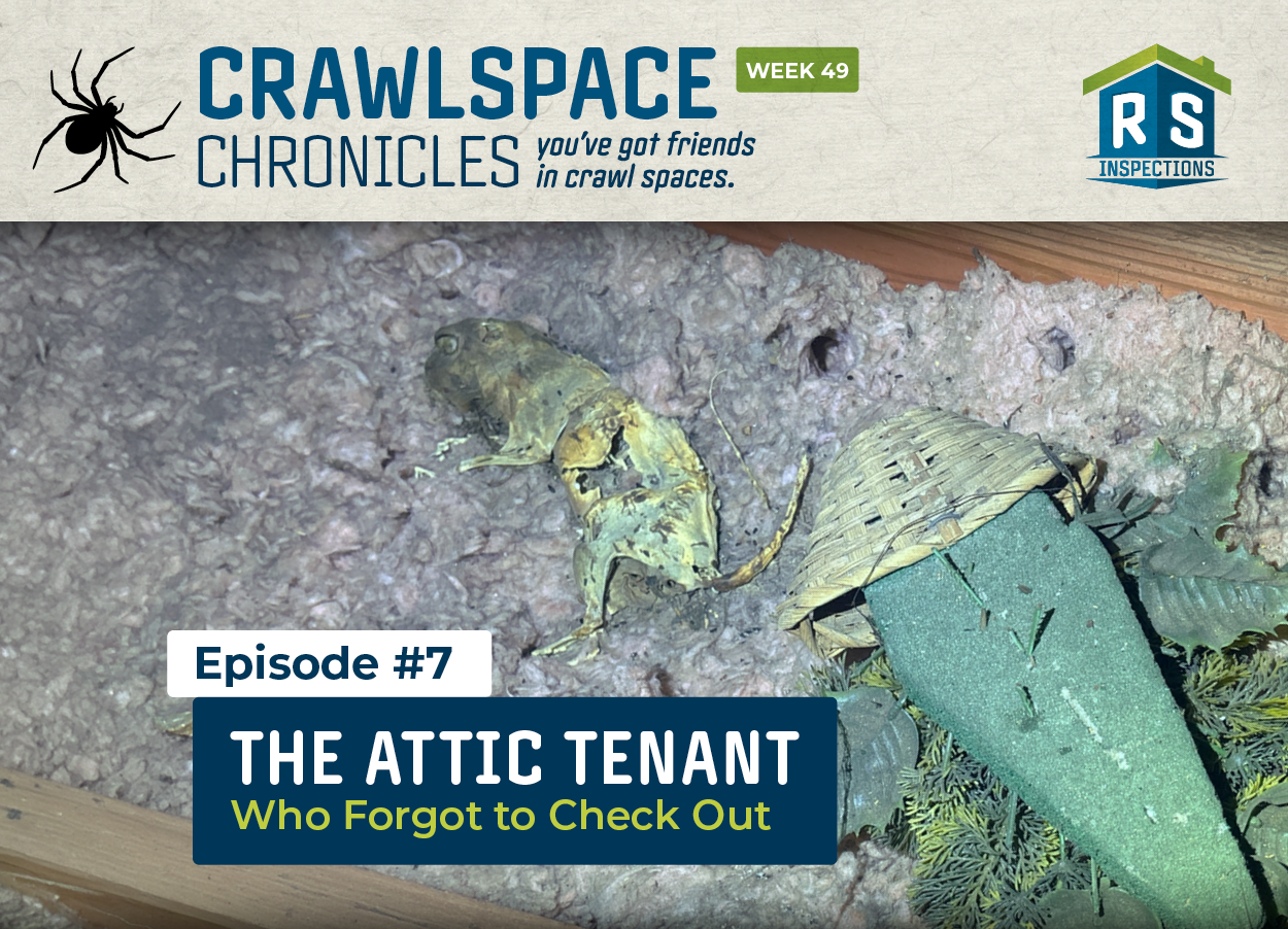 Crawlspace Chronicles : The Attic Tenant Who Forgot to Check Out